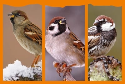 Световен ден на врабчето - 20 март е повод да си напомним, че врабчетата в България намаляват