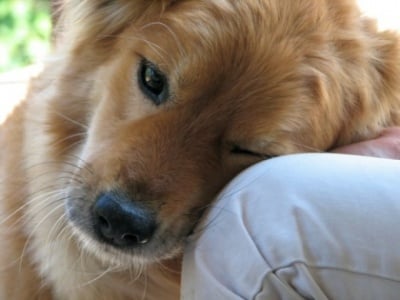 Кучетата реагират на човешките емоции