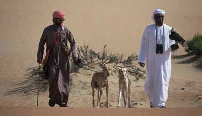 Връзката на Салуки с бедуините