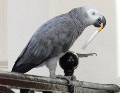 Вредни ли са цигарите за птиците