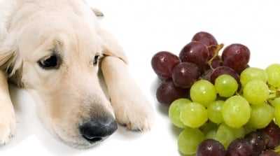 Вредно ли е гроздето за кучето