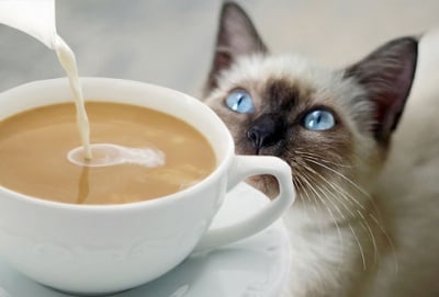 Вредно ли е кафето за котката