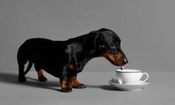 Вредно ли е кафето за кучето