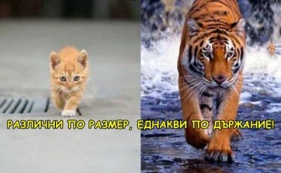 Всички котки са ...