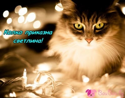 Вълшебството на Коледа