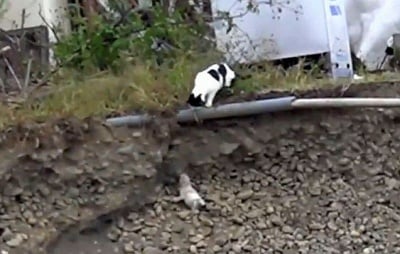 Възхитителната постъпка на една котка, която спасява малкото си