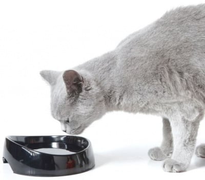 "Whisker water" - Съд за вода за персийски и британски породи