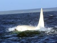 Първата възрастна косатка албинос  - край бреговете на Русия