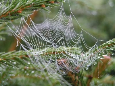 За какво е използвана паяжината?