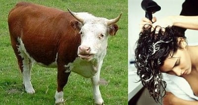 За какво помага спермата на бика при хората?