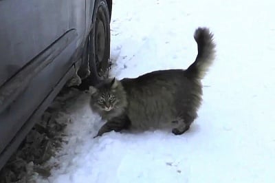 За котката, която спаси живота на изхвърленото кърмаче