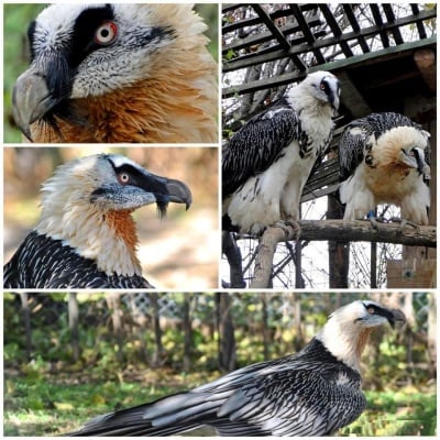 За първи път след 8 години чакане единствените брадати лешояди у нас ще имат поколение