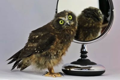 Забавен танц на малка совичка пред огледалото