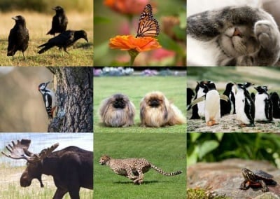 Мислите си, че познавате животните? Направете този забавен тест, за да проверите своите знания