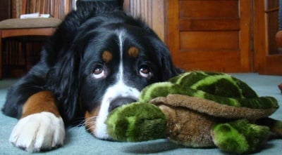 "Виновен съм"