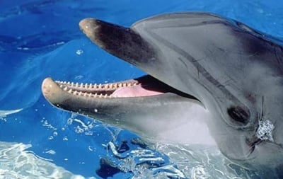Зъби на делфин