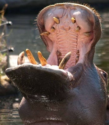 Зъби на хипопотам