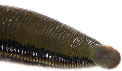 Колко зъба имат пиявиците?