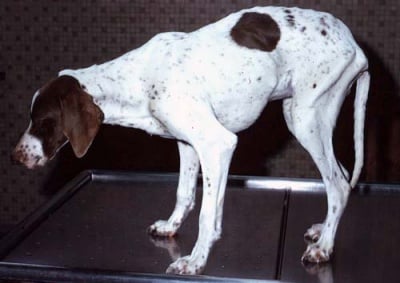 Заболявания причинени от кърлежи при кучето