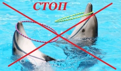 КРАЙ на делфинариумите в Индия