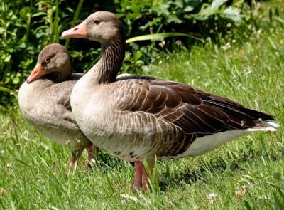 Европарламентът може да забрани производството на гъши дроб в рамките на ЕС