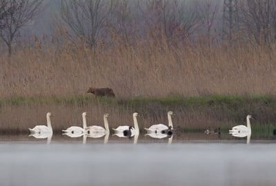 Ловът у нас се забранява! Ето какво ни съветват БДЗП за ограничаване разпространението на птичи грип