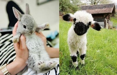 Забраняват отглеждането на животни за кожа в Люксембург