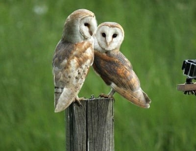 Забулени сови, снимки