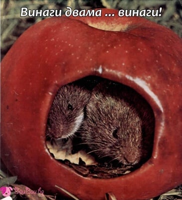 Вечна неразделна любов