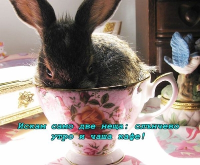 Чаша кафе в слънчево утро