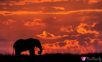 Залез в саваната