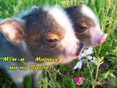 Замирисва на пролет!