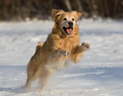 Замръзват ли лапите на кучето?