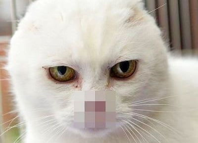 Запознайте се с Чарли, котето със силен дух, останало без нос и уши