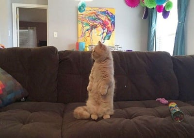 Запознайте се със сладкото коте Джордж, което се мисли за човек