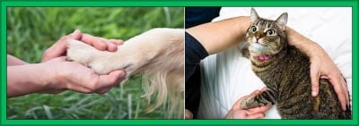 "Кучето/Котката ми куца. Какво трябва да направя?"