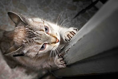Защо котката драска по мебелите и пердетата у дома?