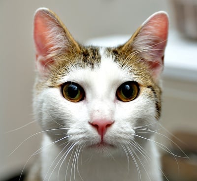 Защо котката ме гледа настойчиво?