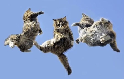 Защо котките падат винаги на краката си?