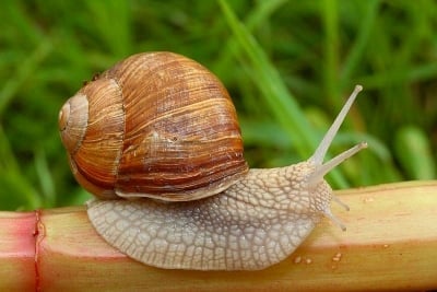 Защо кръвта на охлювите е синя?