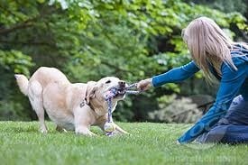 Защо кучетата обичат да дърпат играчките?