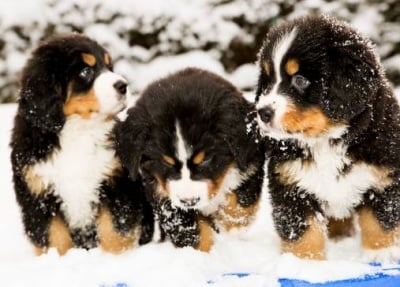 Защо някои кучета обичат да ядат сняг?