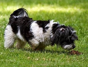 Защо кучетата ядат изпражненията си?