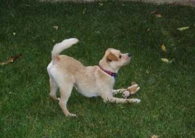 Защо кучето ми се "покланя"?