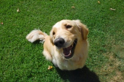 Защо някои кучета се радват дори на непознати хора?