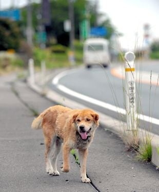 Защо кучетата бягат от дома?