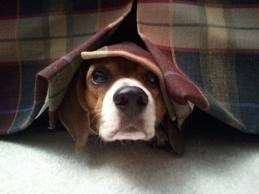 Защо кучето се страхува от гръмотевици?