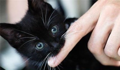 Защо котката понякога хапе докато я галите?