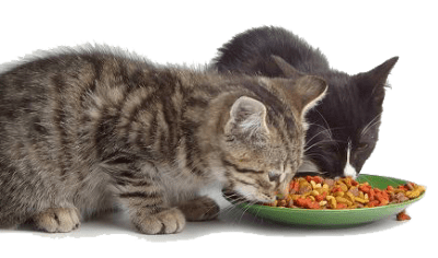 Защо някои котки ядат легнали?