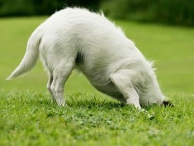 Защо кучетата разравят тревата след като се изходят?